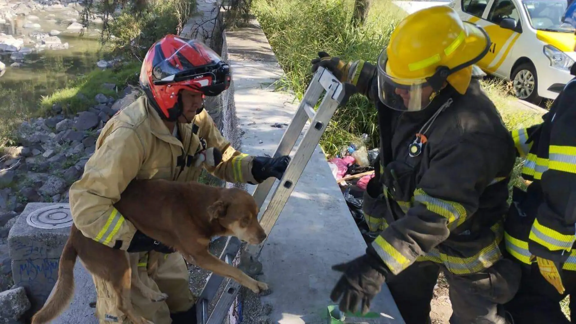 perrito cae a canal